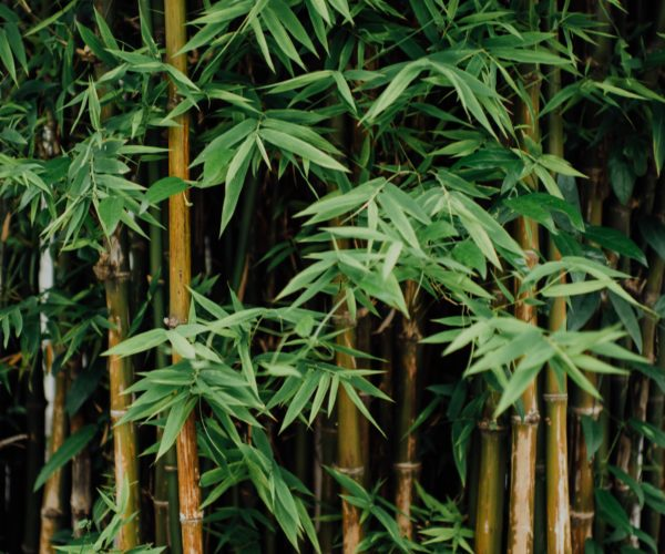 Truth or Trend: Is Bamboo Sustainable?